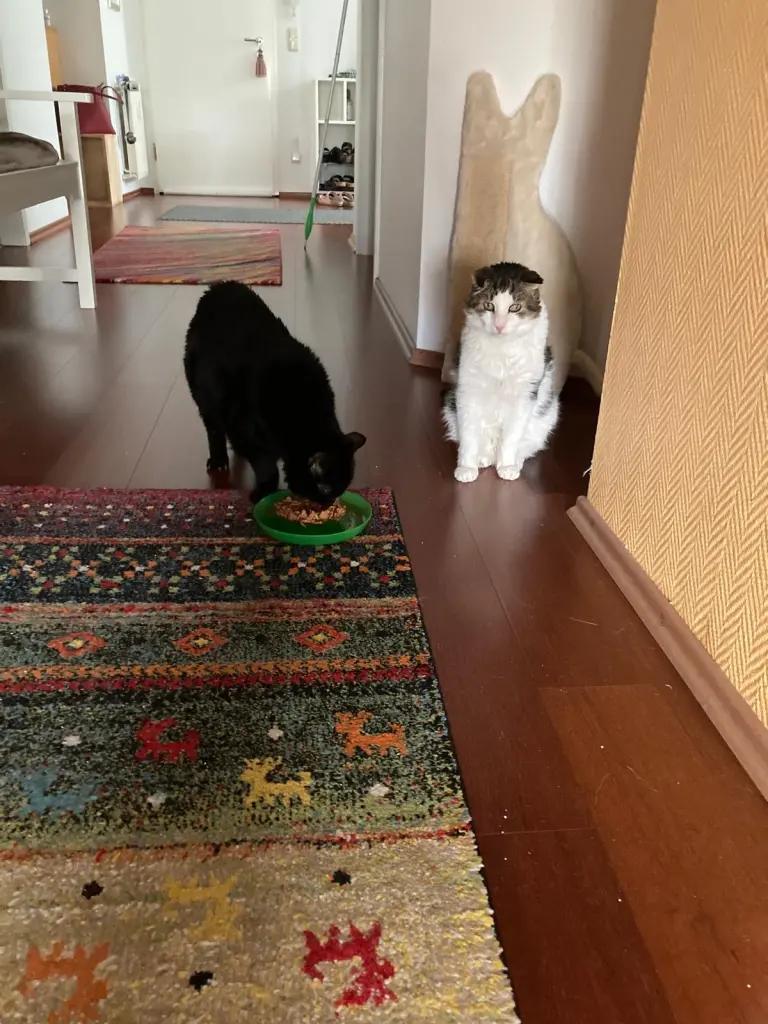 Biene und Kater
