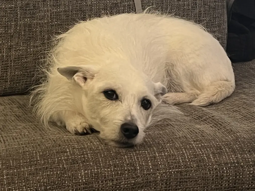 Bild von Balu