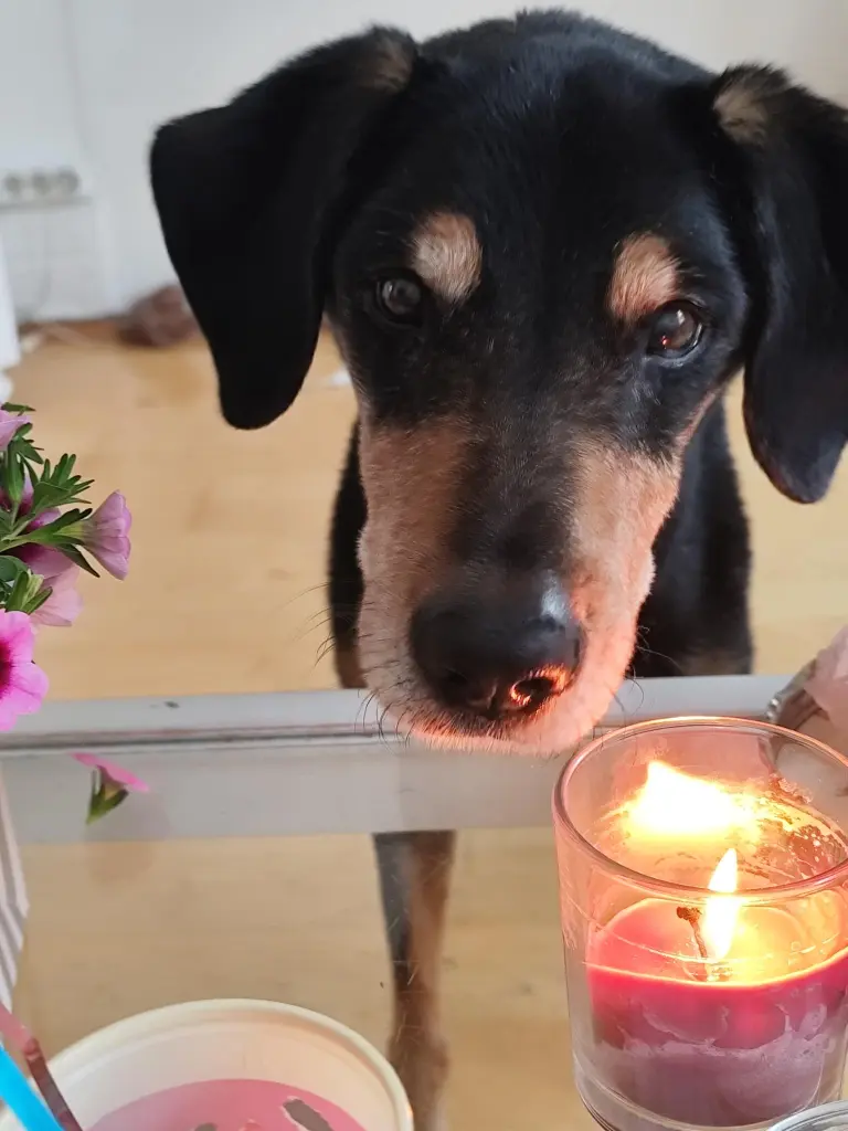 Condolence image of Ornella