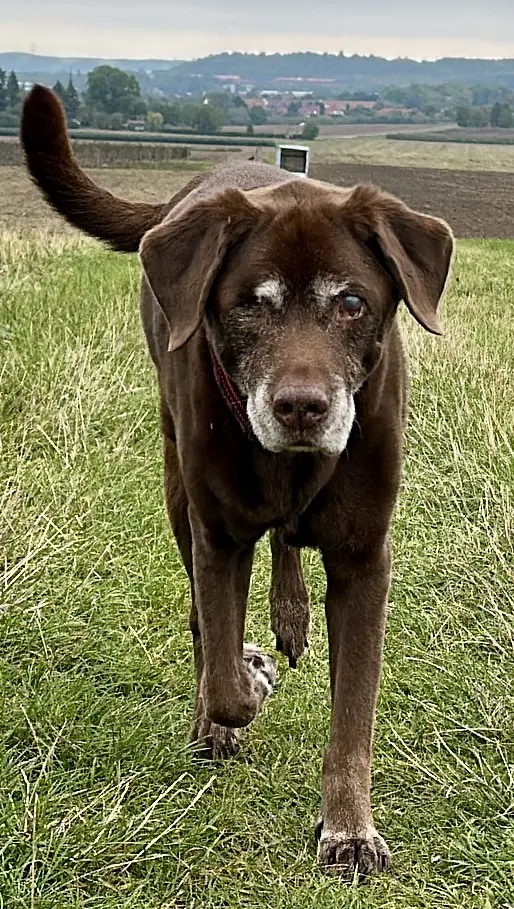Bild von Buddy