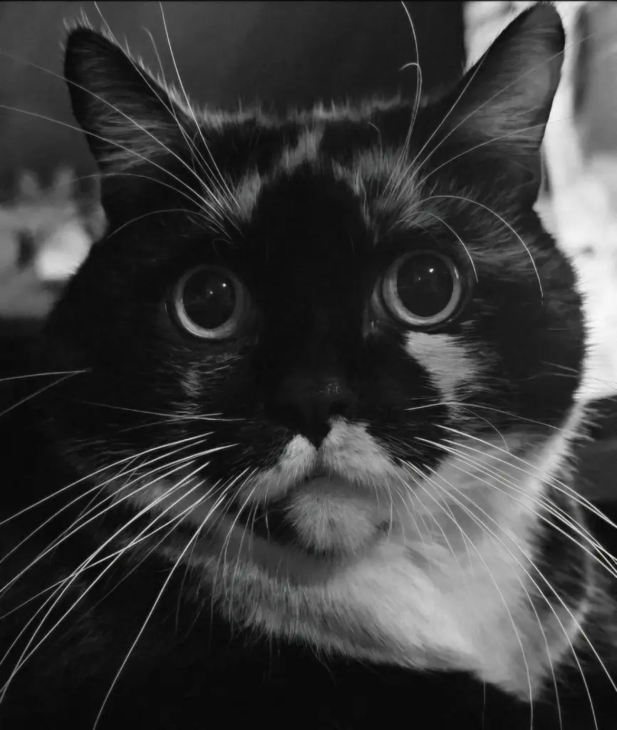 Image from Luna