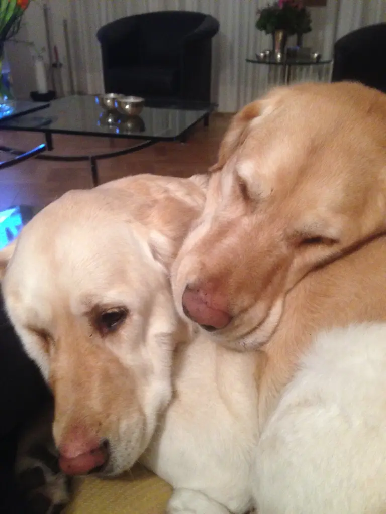 Andachtsbild von Brigitta