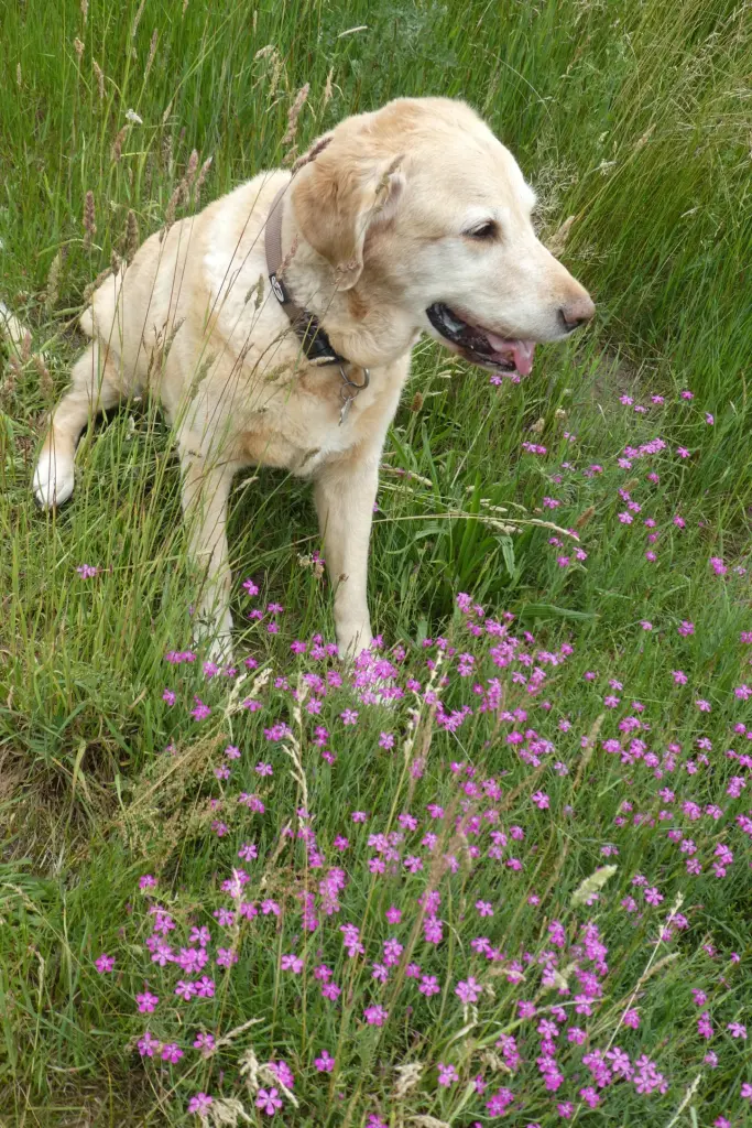 Andachtsbild von Brigitta