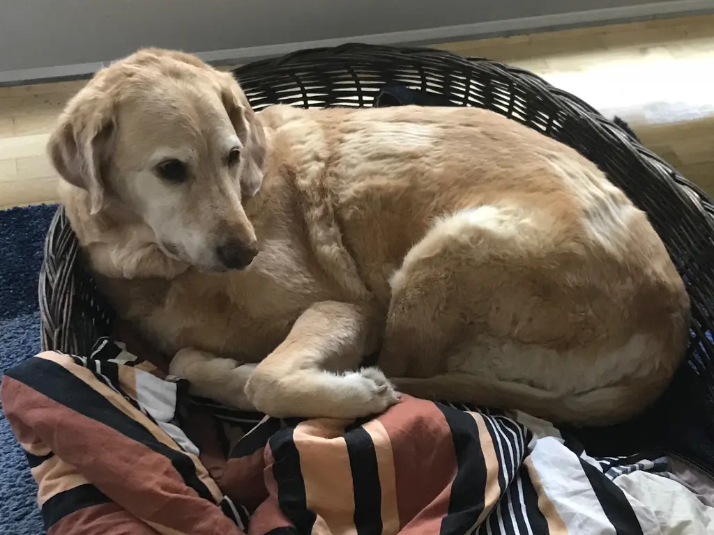 Andachtsbild von Brigitta