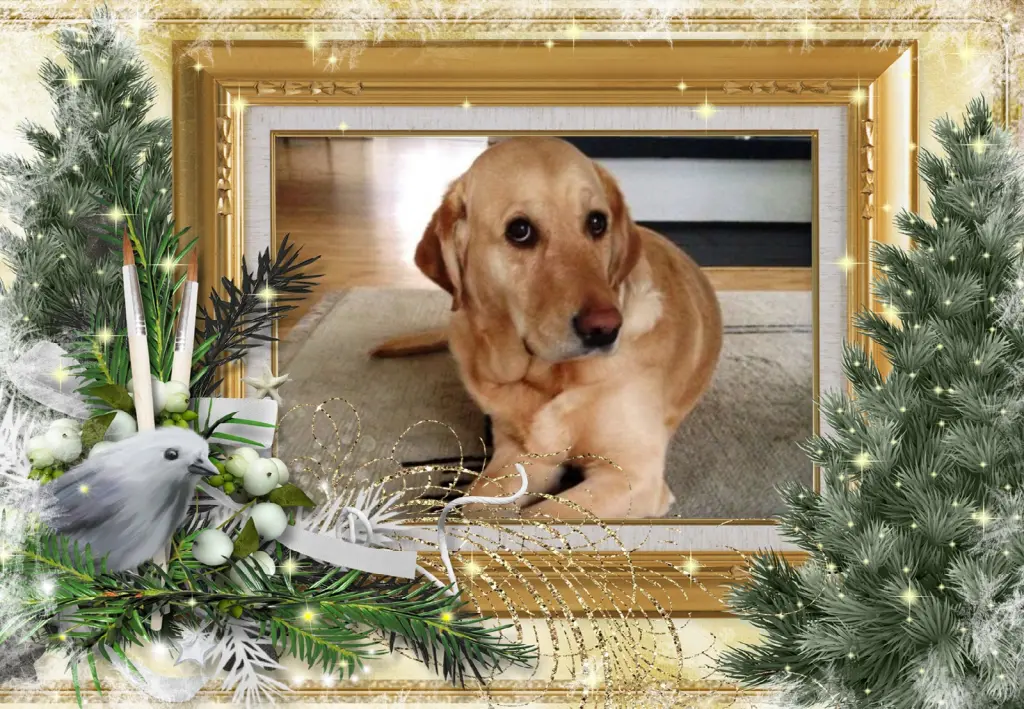 Andachtsbild von Klaudia mit Misiu❤❤❤Ganz Tief im Herzen❤