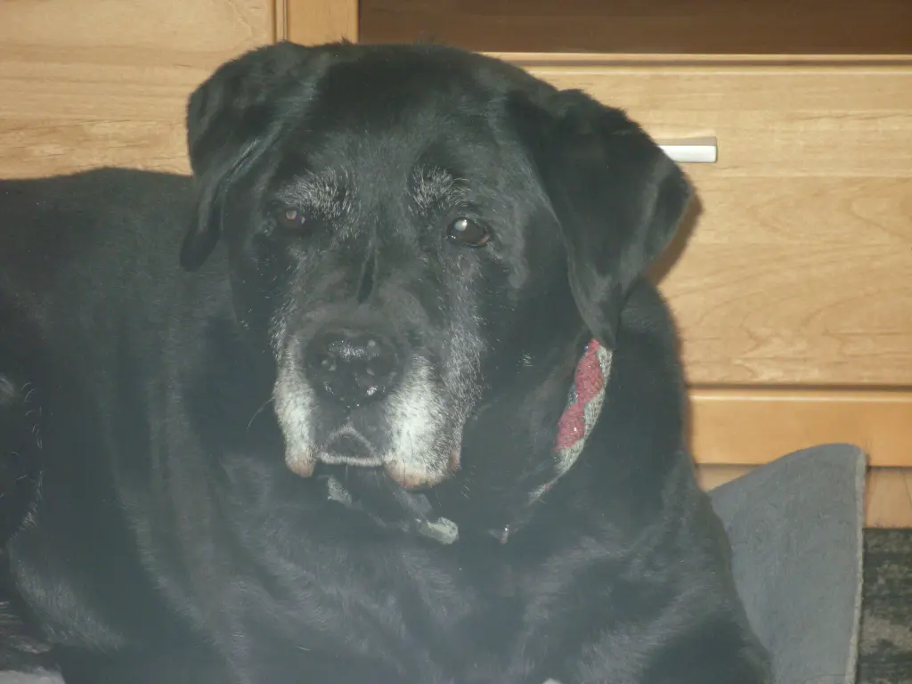 Andachtsbild von Unbekannt