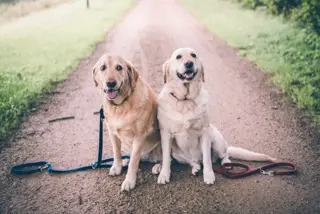 Andachtsbild von Brigitta