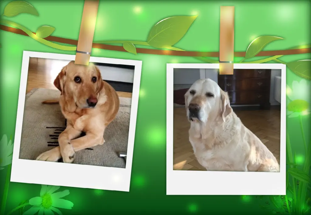 Andachtsbild von Klaudia mit Misiu❤❤❤Ganz Tief im Herzen❤