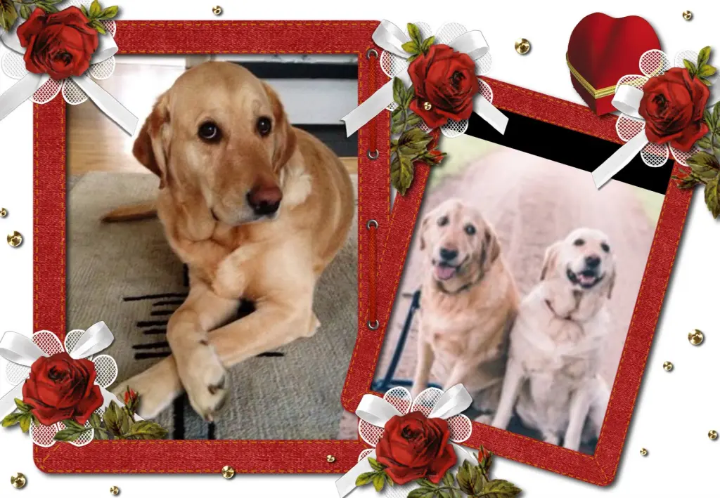 Andachtsbild von Klaudia mit Misiu❤❤❤Ganz Tief im Herzen❤