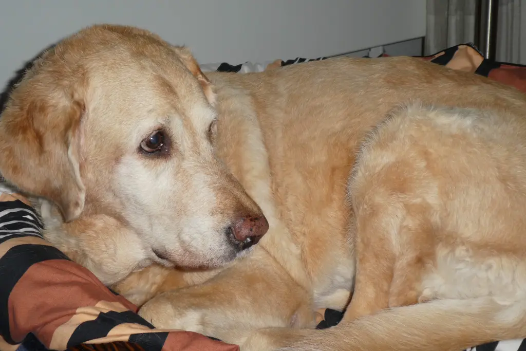 Andachtsbild von Brigitta