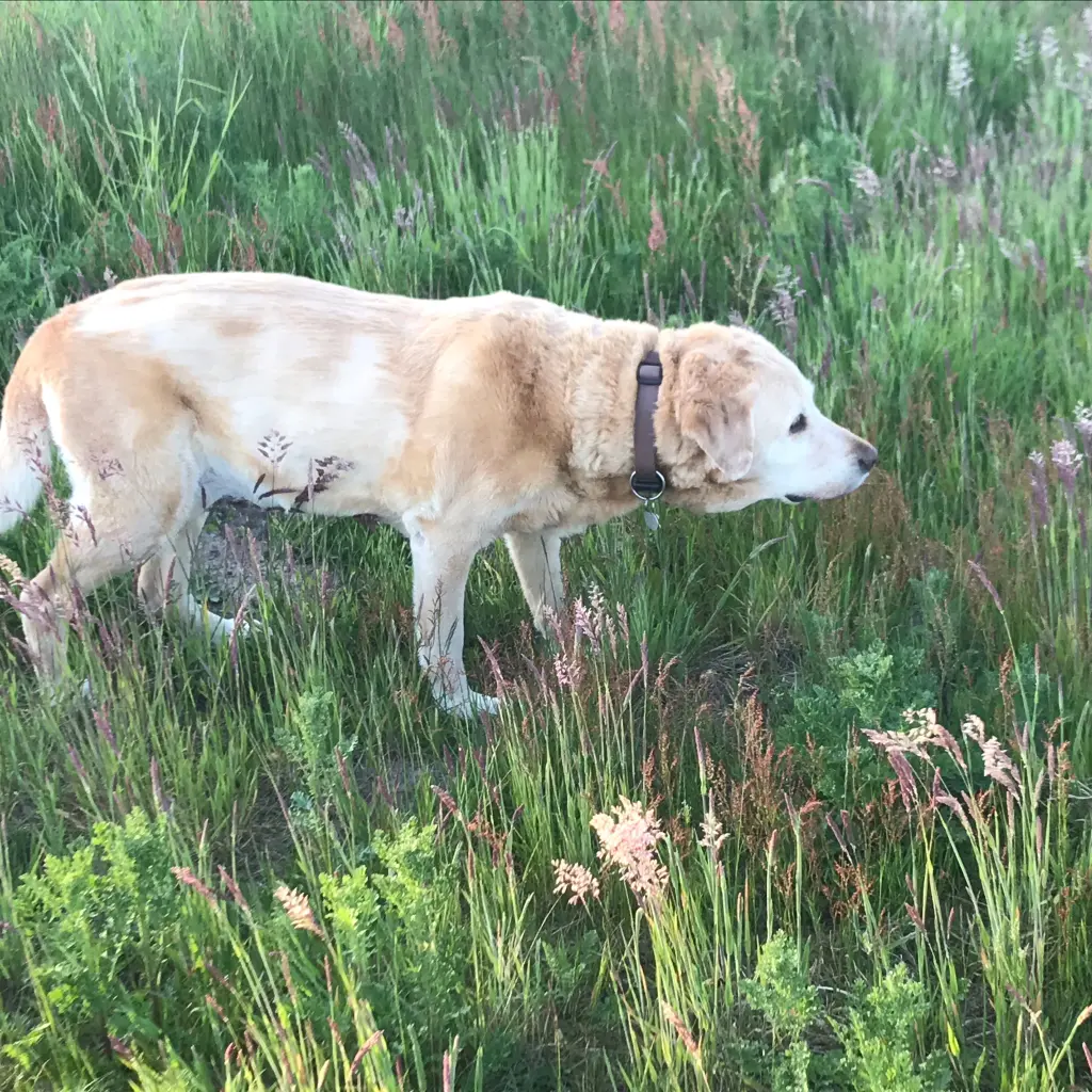 Andachtsbild von Brigitta