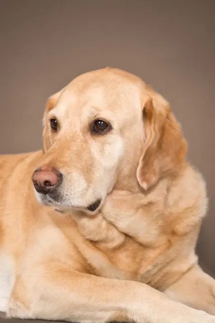 Andachtsbild von Brigitta