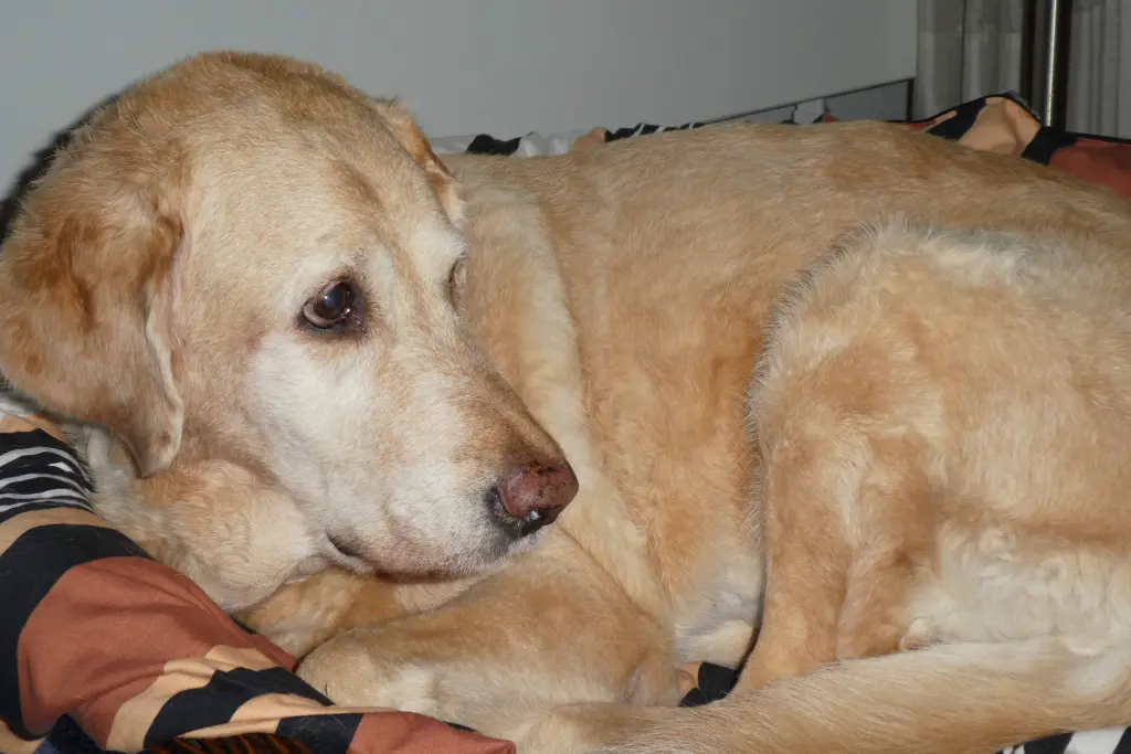 Andachtsbild von Brigitta