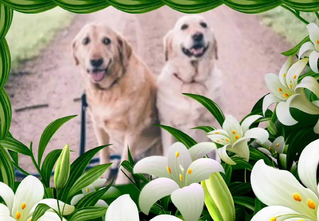 Andachtsbild von Fur Emma❤️