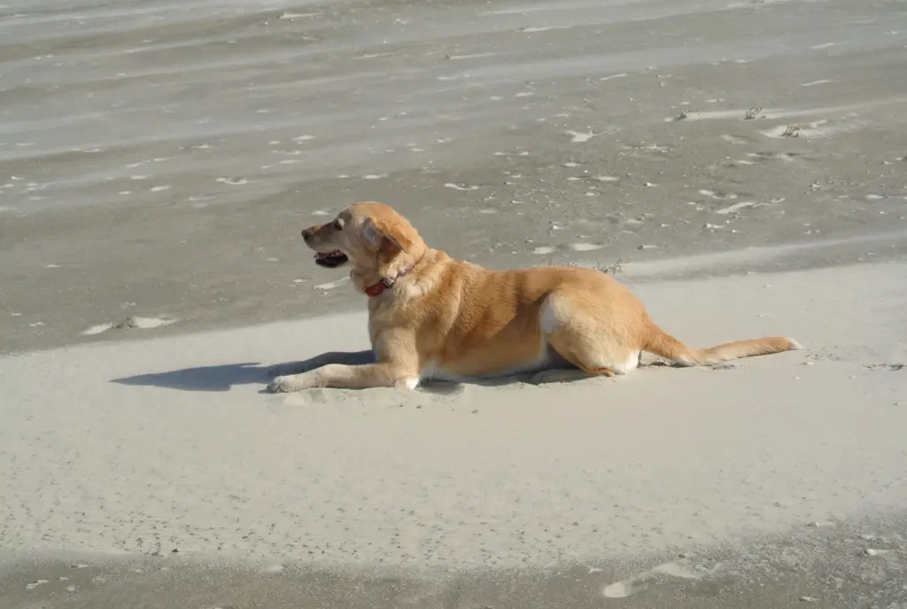 Andachtsbild von Unbekannt