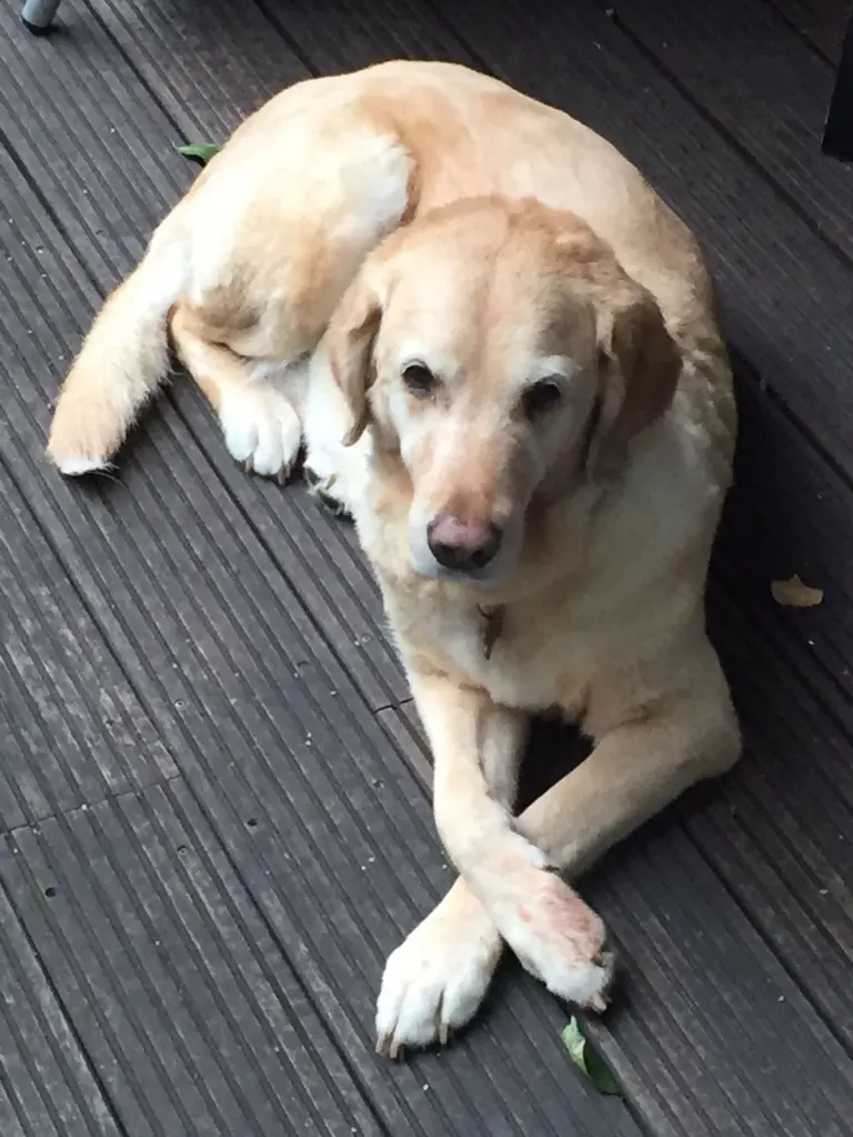 Andachtsbild von Brigitta