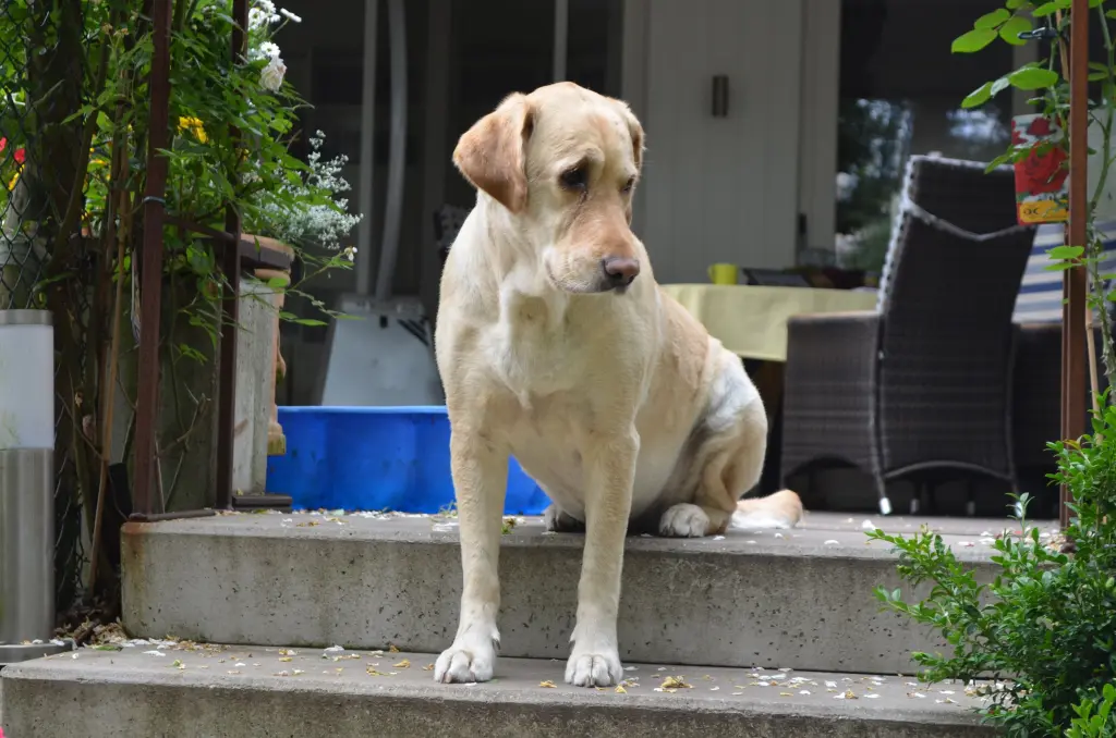 Andachtsbild von Brigitta