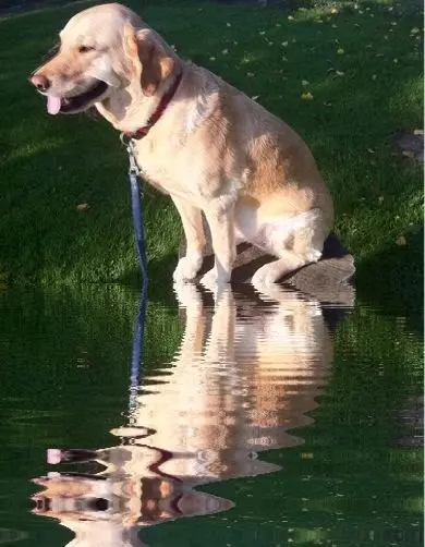 Andachtsbild von Brigitta