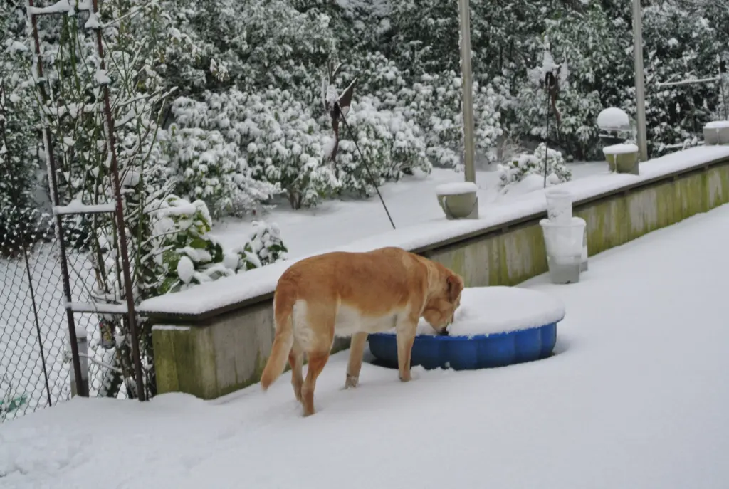 Andachtsbild von Brigitta