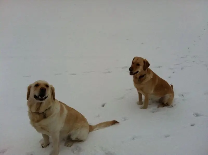 Andachtsbild von Brigitta