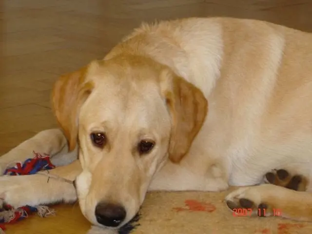 Andachtsbild von Brigitta