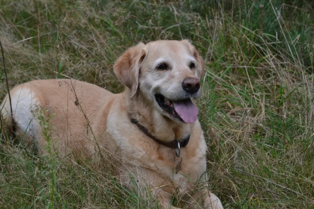 Andachtsbild von Brigitta