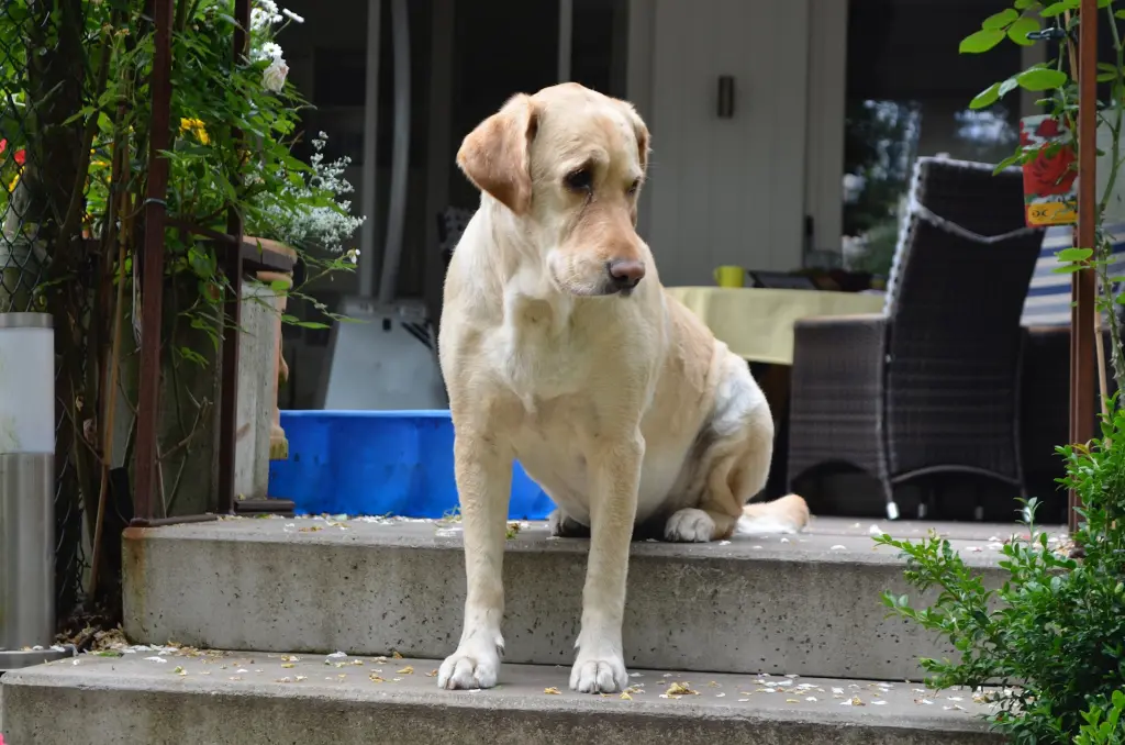 Andachtsbild von Brigitta