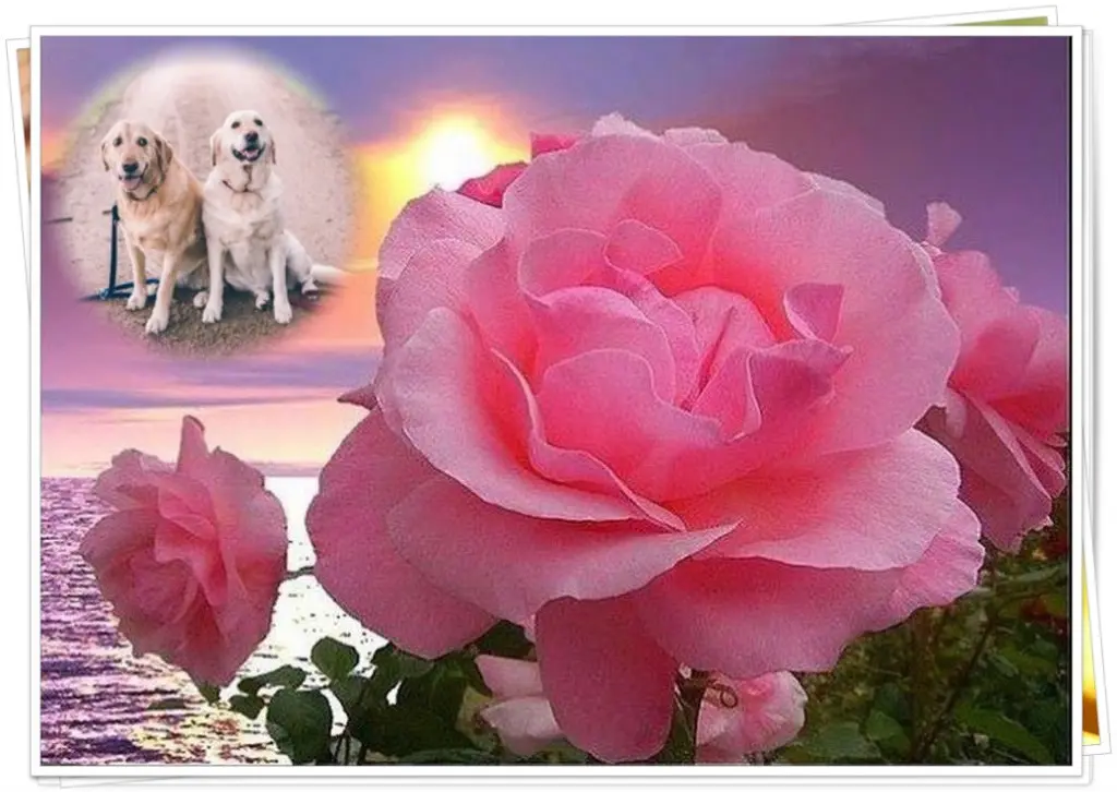 Andachtsbild von Guten Morgen❤️