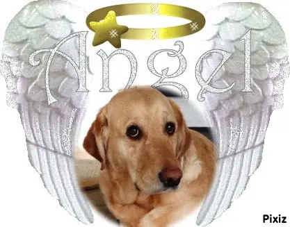 Andachtsbild von Sontags Rosen fur Emma❤️