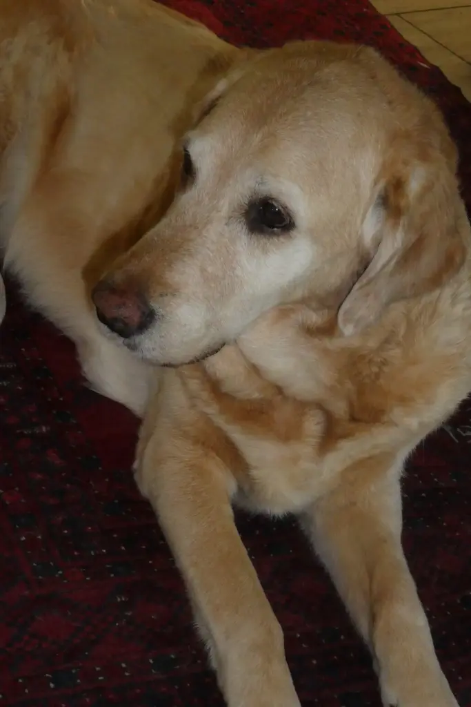 Andachtsbild von Brigitta