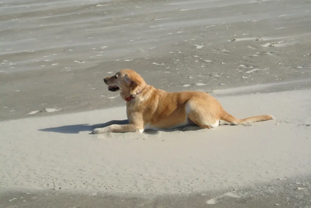 Andachtsbild von Brigitta