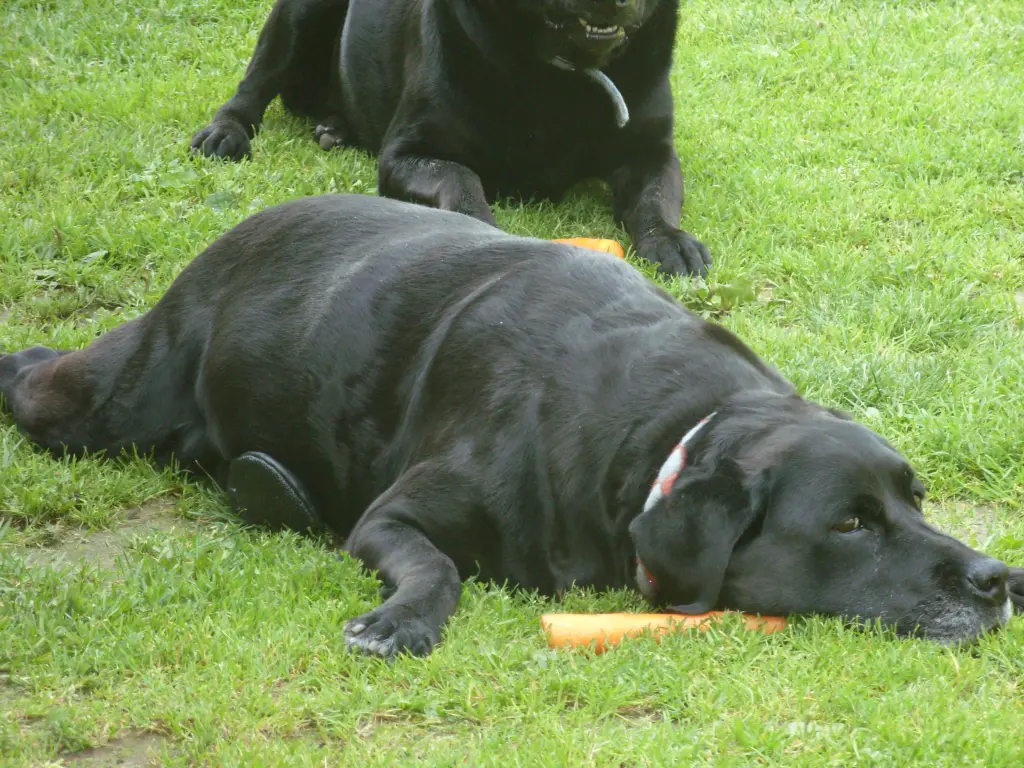 Andachtsbild von Unbekannt