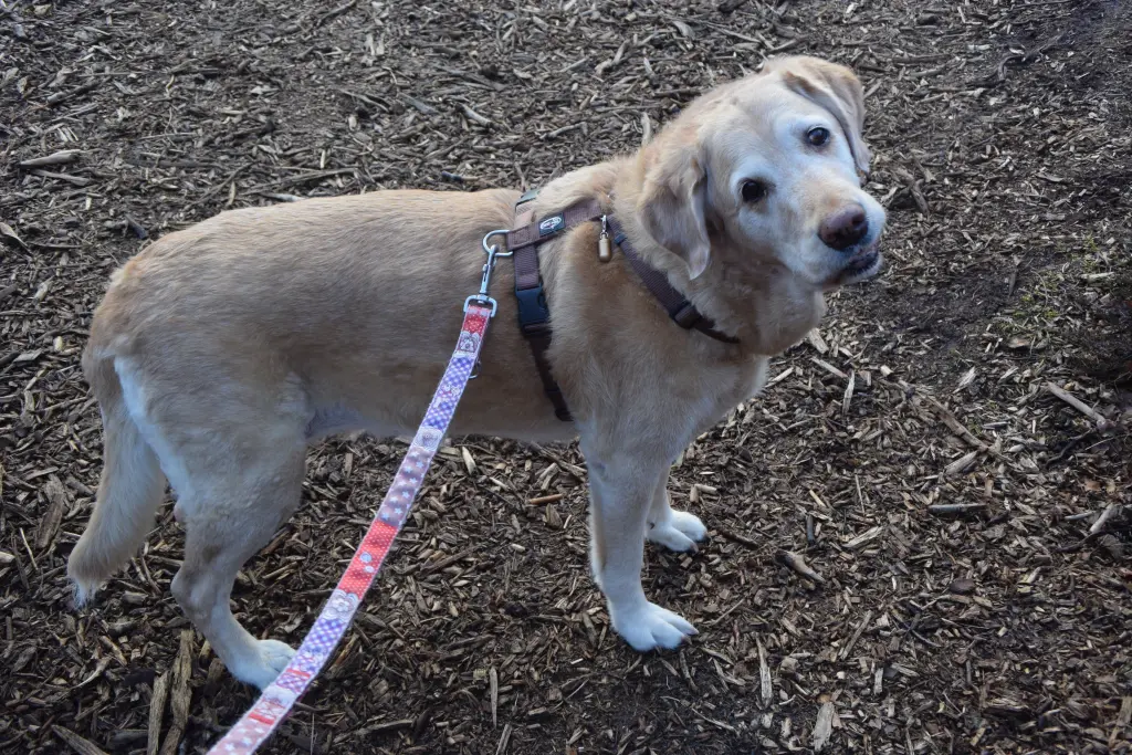 Andachtsbild von Brigitta 