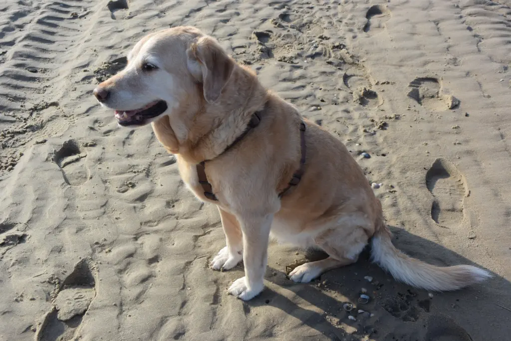 Andachtsbild von Brigitta