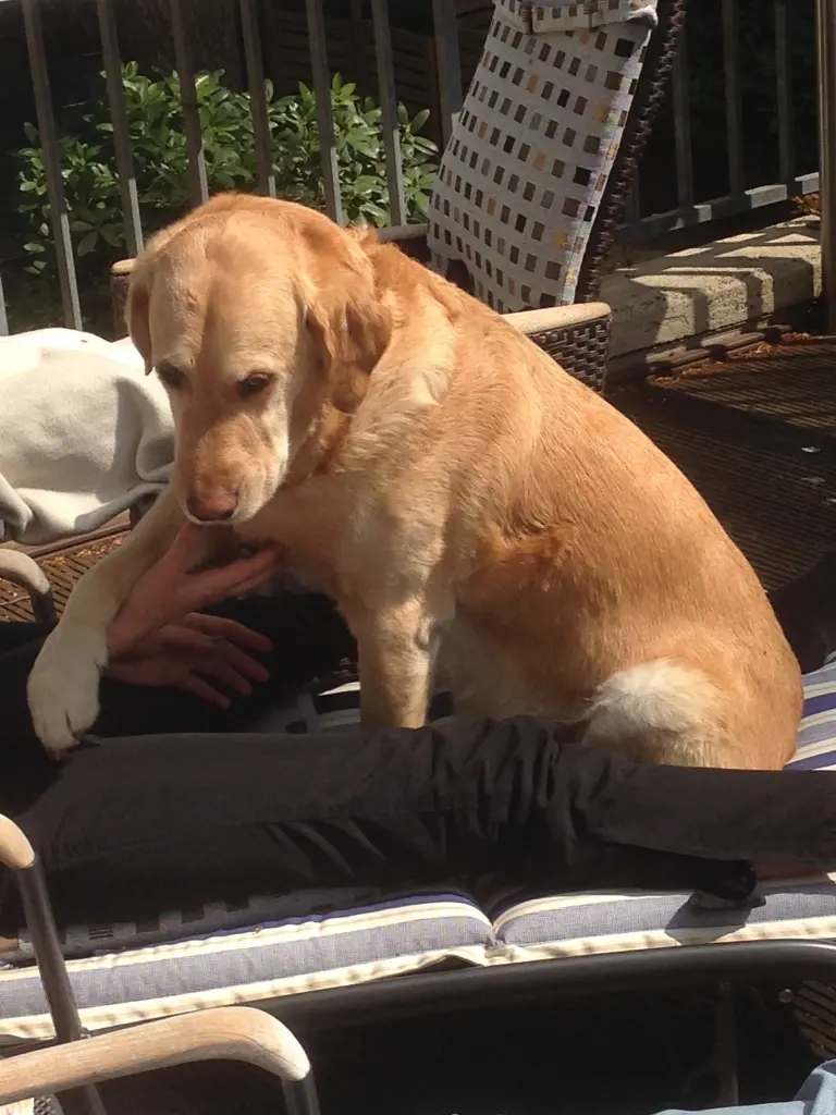 Andachtsbild von Brigitta