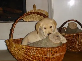 Andachtsbild von Brigitta