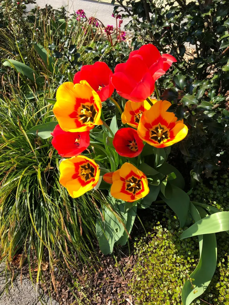 Andachtsbild von Brigitta