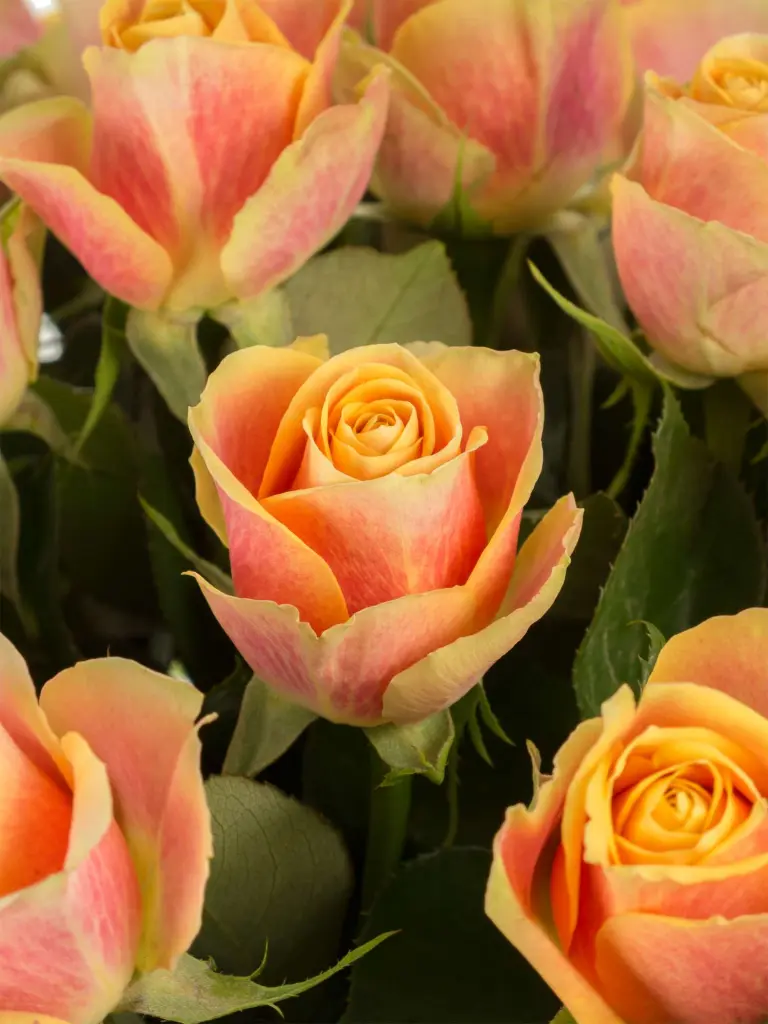 Andachtsbild von Brigitta