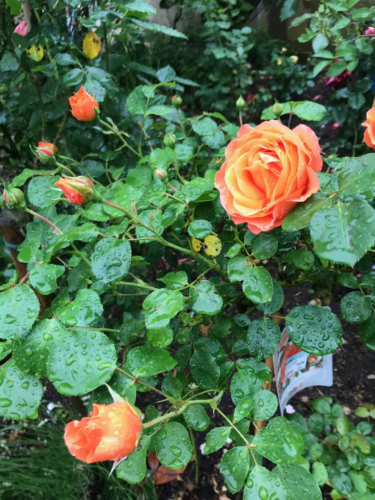 Andachtsbild von Brigitta