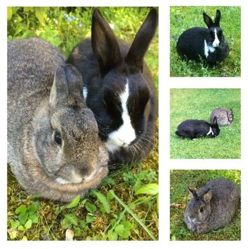 Andachtsbild von Eine Montagsrose für Emma