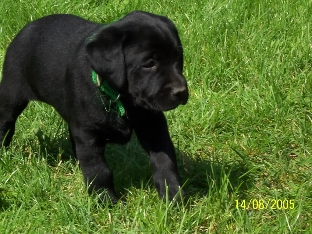 Andachtsbild von Evelyn