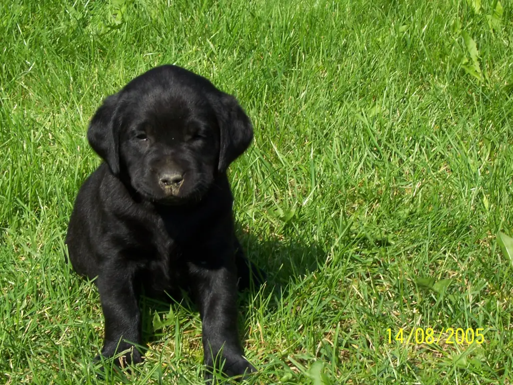 Andachtsbild von Evelyn