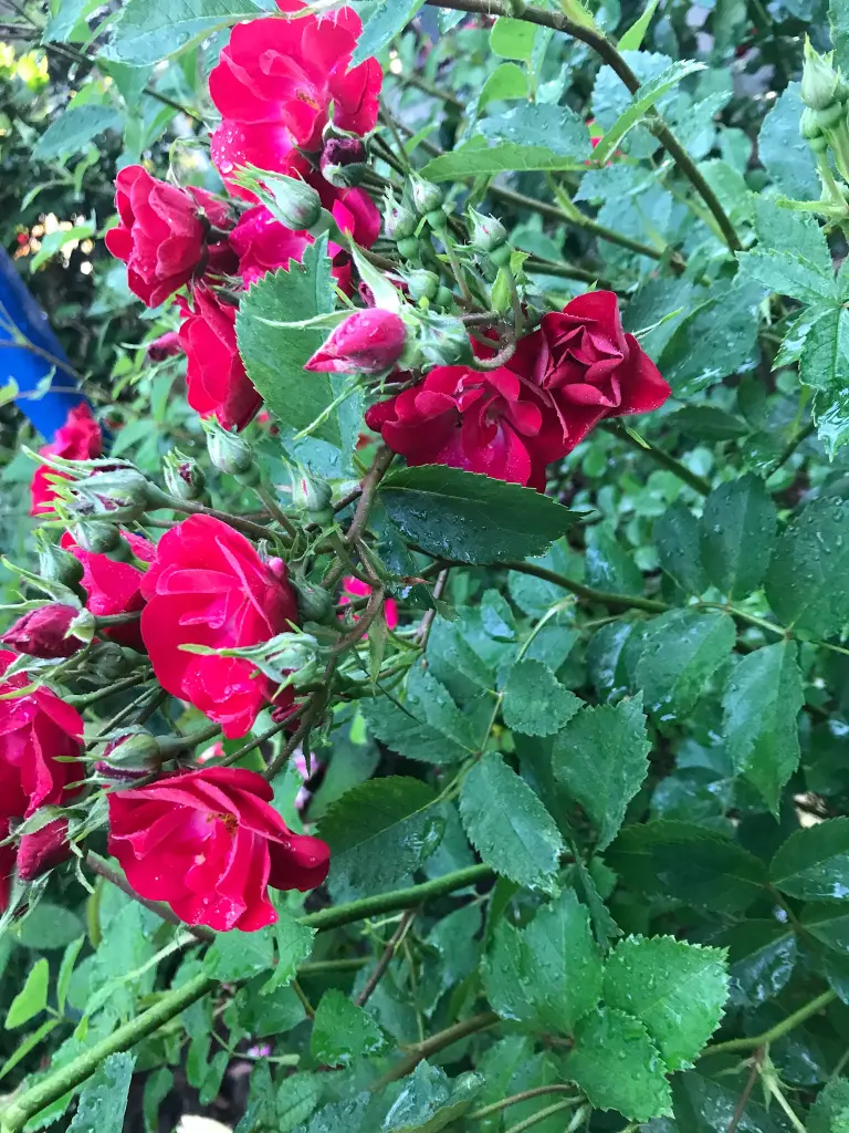 Andachtsbild von Brigitta