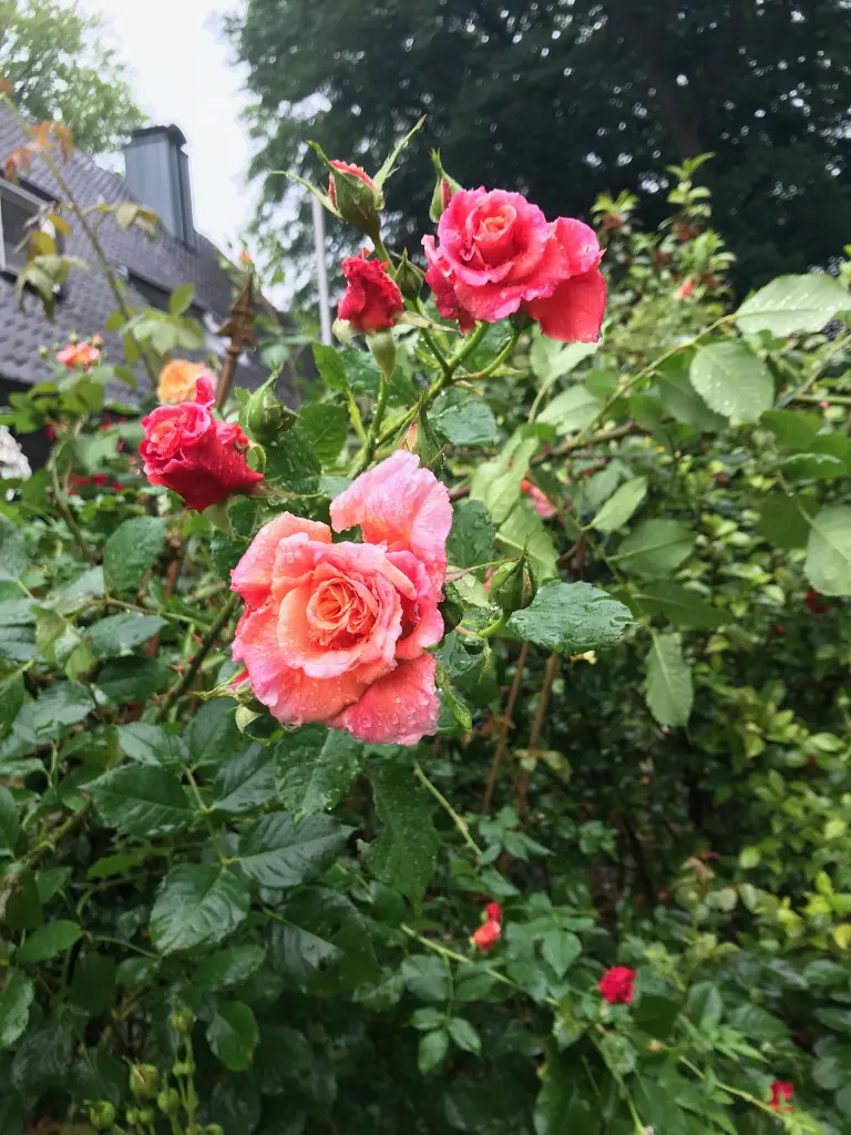 Andachtsbild von Brigitta