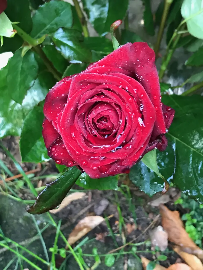 Andachtsbild von Brigitta