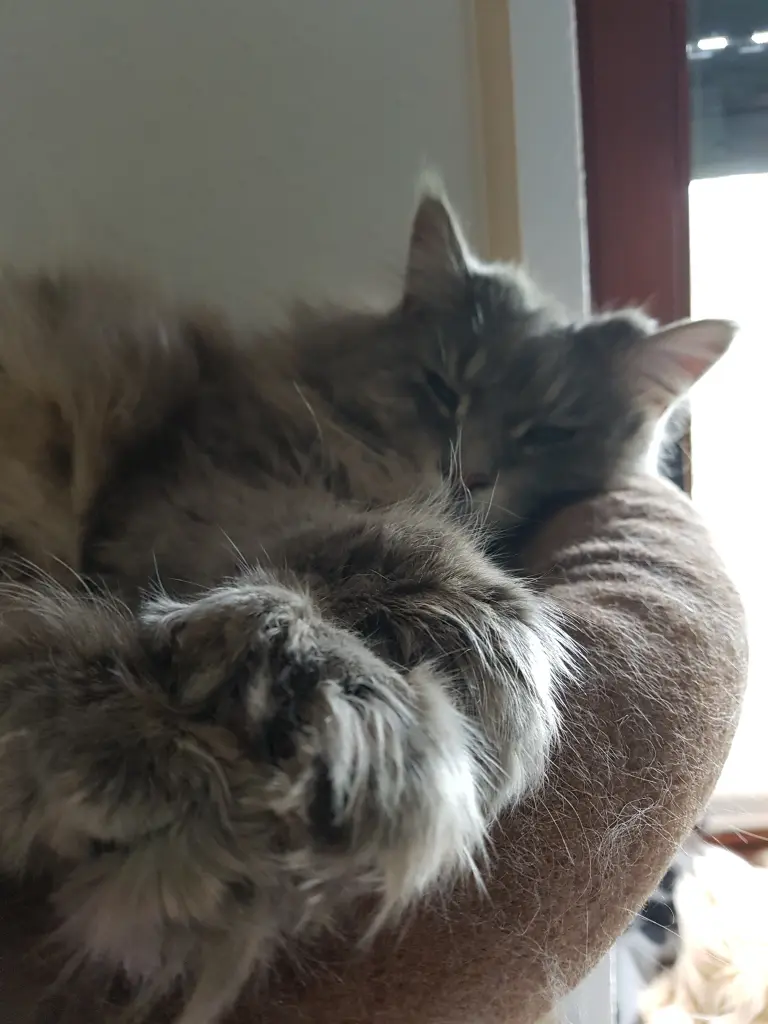 Andachtsbild von Brigitta mit Sam