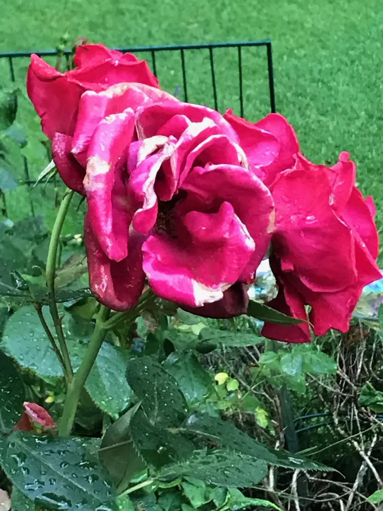 Andachtsbild von Brigitta