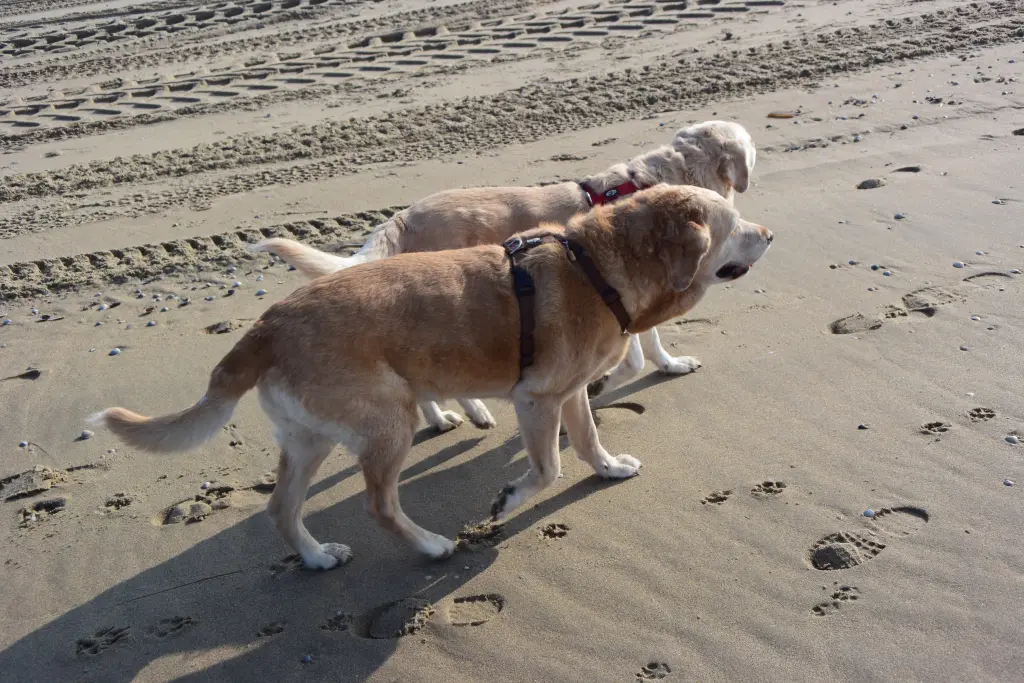 Andachtsbild von Brigitta