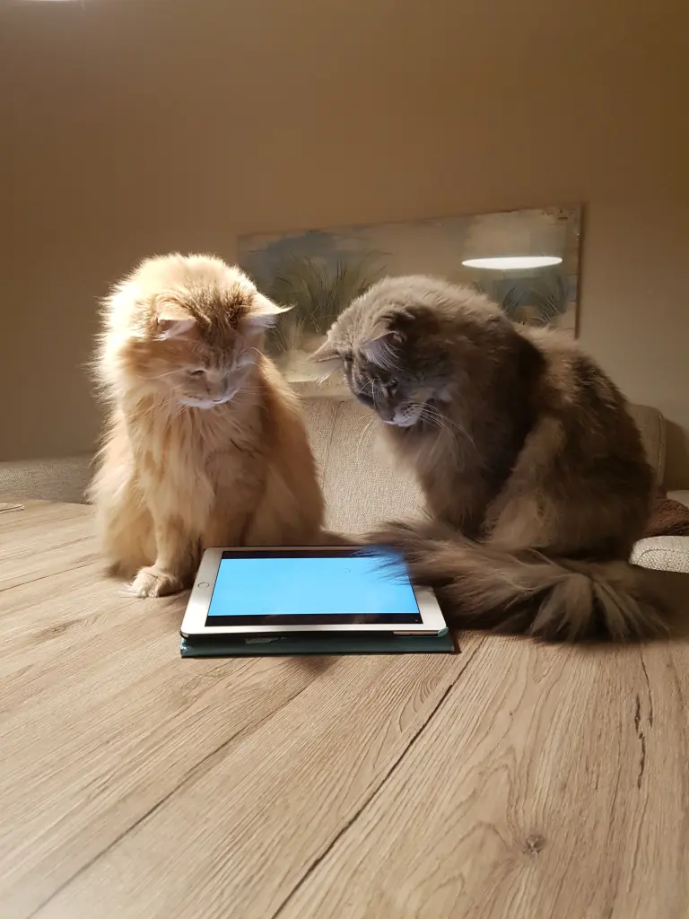 Andachtsbild von Brigitta mit Sam