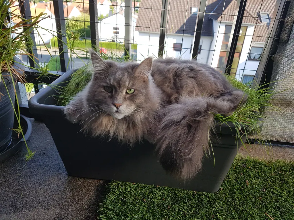 Andachtsbild von Brigitta mit Sam † 13.6.19